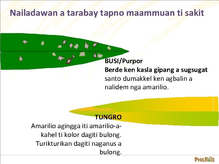 Nailadawan a tarabay tapno maammuan ti sakit BUSI/Purpor Berde ken kasla gipang a sugsugat