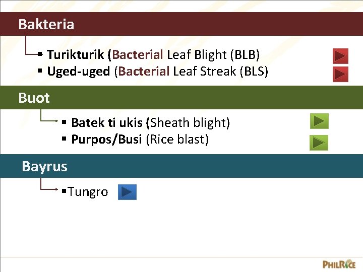 Bakteria § Turikturik (Bacterial Leaf Blight (BLB) § Uged-uged (Bacterial Leaf Streak (BLS) Buot