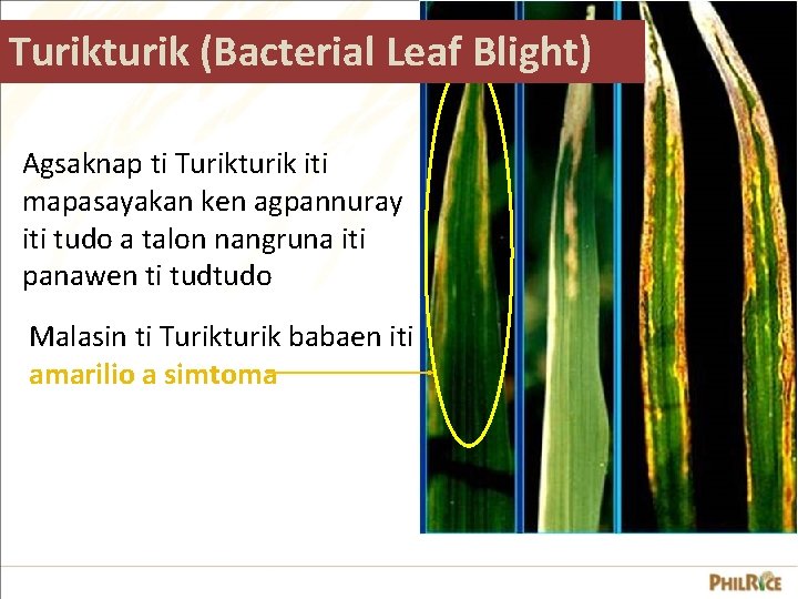 Turikturik (Bacterial Leaf Blight) Agsaknap ti Turikturik iti mapasayakan ken agpannuray iti tudo a