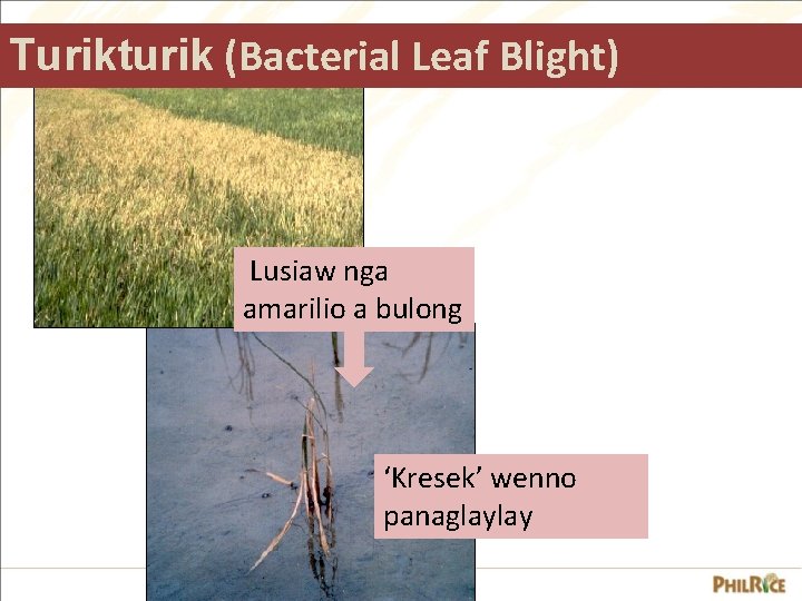 Turikturik (Bacterial Leaf Blight) Lusiaw nga amarilio a bulong ‘Kresek’ wenno panaglaylay 