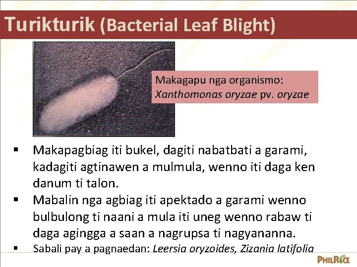 Turikturik (Bacterial Leaf Blight) Makagapu nga organismo: Xanthomonas oryzae pv. oryzae § Makapagbiag iti