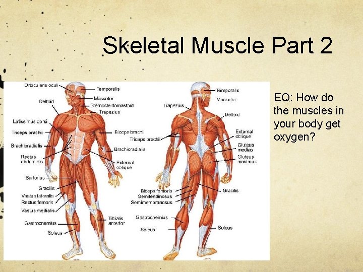 Skeletal Muscle Part 2 EQ: How do the muscles in your body get oxygen?