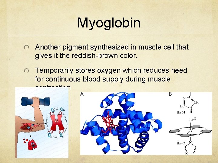 Myoglobin Another pigment synthesized in muscle cell that gives it the reddish-brown color. Temporarily
