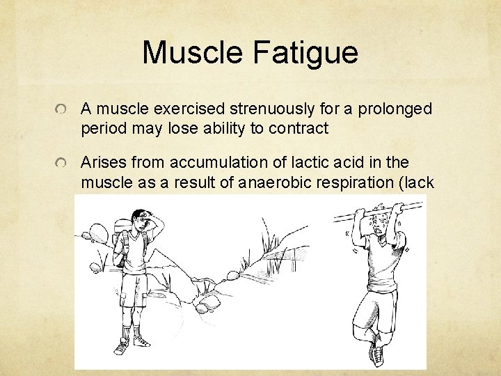Muscle Fatigue A muscle exercised strenuously for a prolonged period may lose ability to