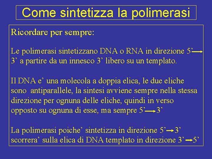 Come sintetizza la polimerasi Ricordare per sempre: Le polimerasi sintetizzano DNA o RNA in