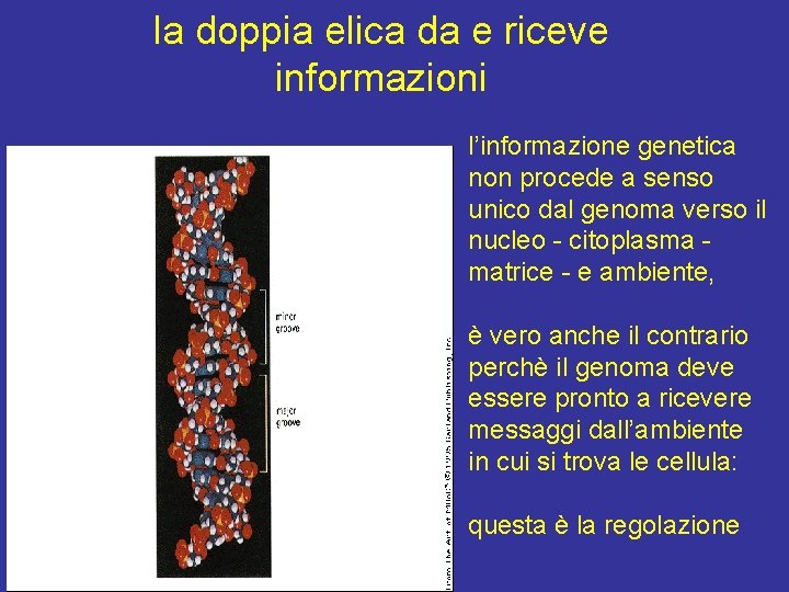 la doppia elica da e riceve informazioni l’informazione genetica non procede a senso unico