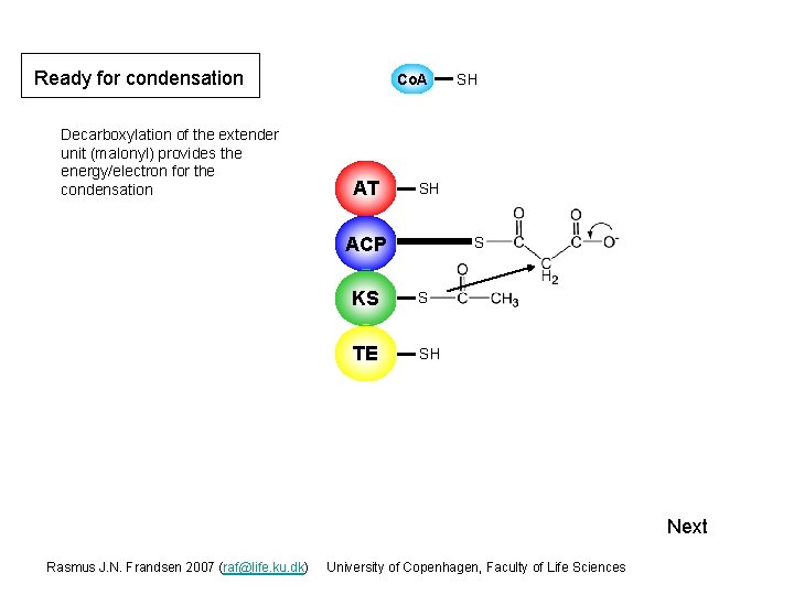 Ready for condensation Decarboxylation of the extender unit (malonyl) provides the energy/electron for the