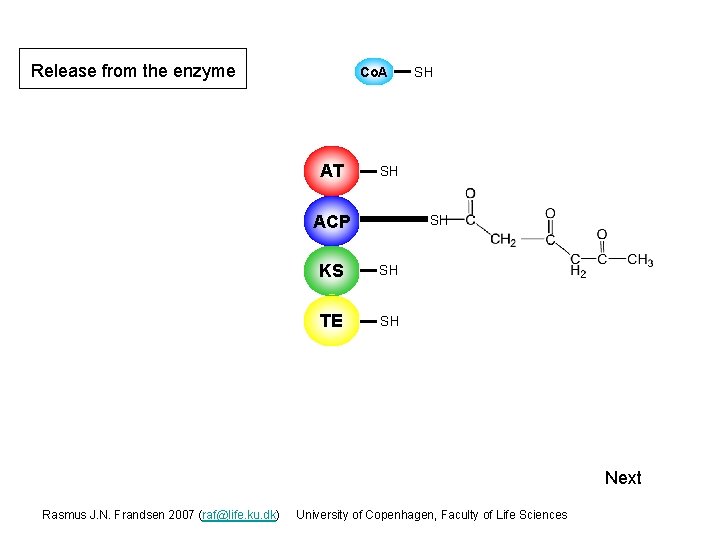 Release from the enzyme Co. A AT SH SH ACP S SH KS S