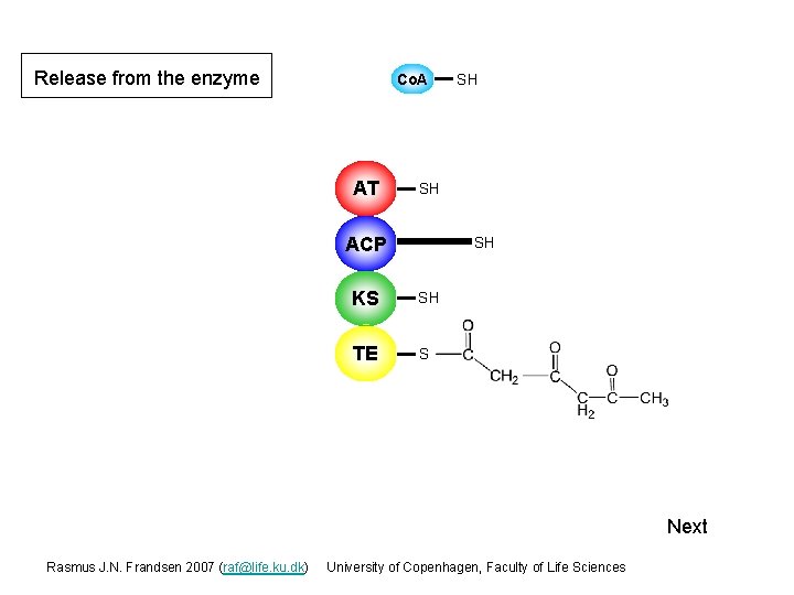 Release from the enzyme Co. A AT SH SH ACP S SH KS S