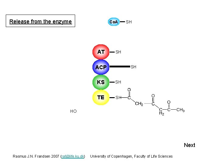 Release from the enzyme Co. A AT SH SH ACP S SH KS S