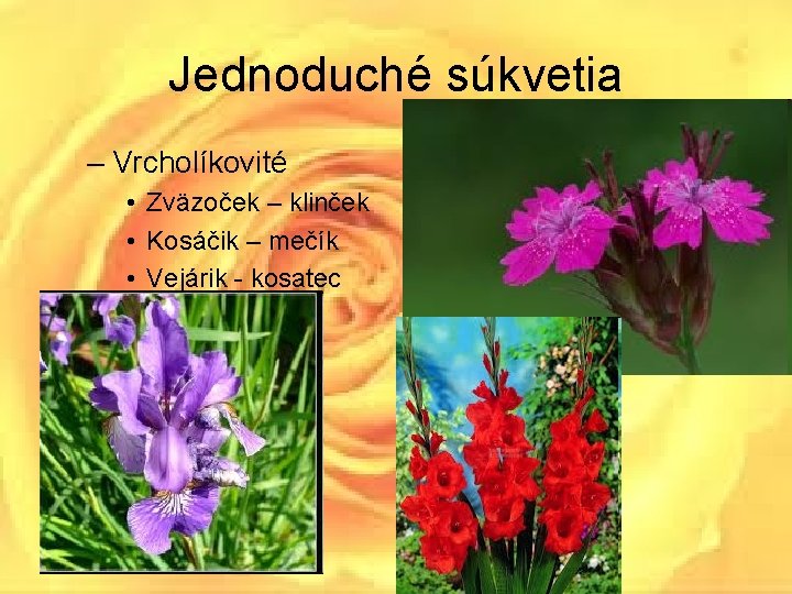 Jednoduché súkvetia – Vrcholíkovité • Zväzoček – klinček • Kosáčik – mečík • Vejárik