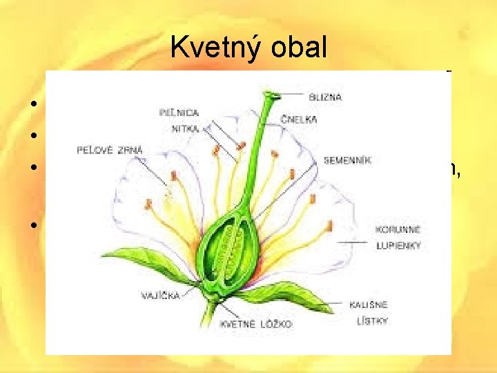 Kvetný obal • Z farebných listov • Chráni rozmnožovacie orgány kvetu • Nerozlíšený kvetný