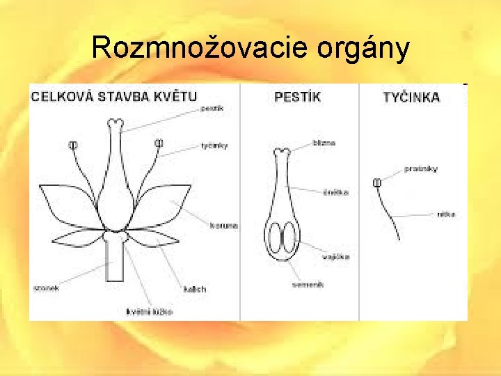 Rozmnožovacie orgány • Tyčinka – obsahuje peľové zrná, čo sú samčie pohlavné bunky –