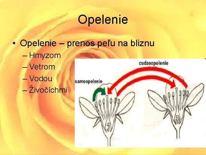 Opelenie • Opelenie – prenos peľu na bliznu – Hmyzom – Vetrom – Vodou