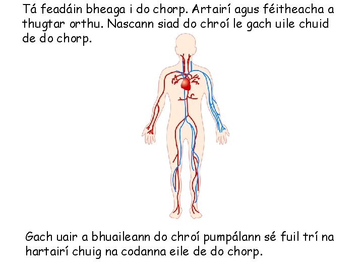 Tá feadáin bheaga i do chorp. Artairí agus féitheacha a thugtar orthu. Nascann siad