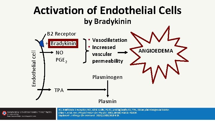 Activation of Endothelial Cells by Bradykinin B 2 Receptor Endothelial cell + Bradykinin NO