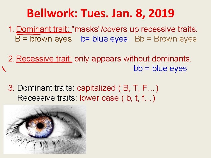 Bellwork: Tues. Jan. 8, 2019 1. Dominant trait: “masks”/covers up recessive traits. B =