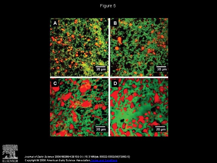 Figure 5 Journal of Dairy Science 2006 892894 -2910 DOI: (10. 3168/jds. S 0022