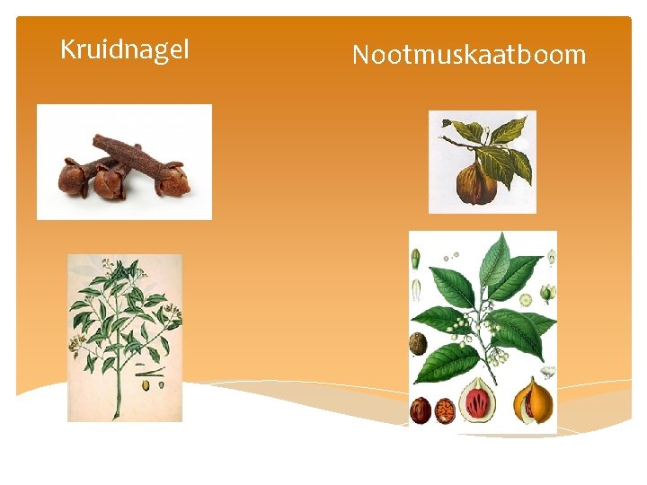 Kruidnagel Nootmuskaatboom 