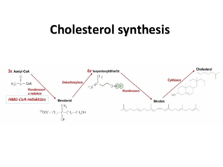 Cholesterol synthesis HMG-Co. A-reduktáza 