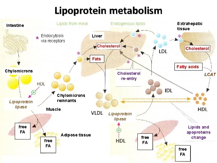 Lipoprotein metabolism Lipids from meal Intestine * Endocytosis via receptors Endogenous lipids Extrahepatic tissue