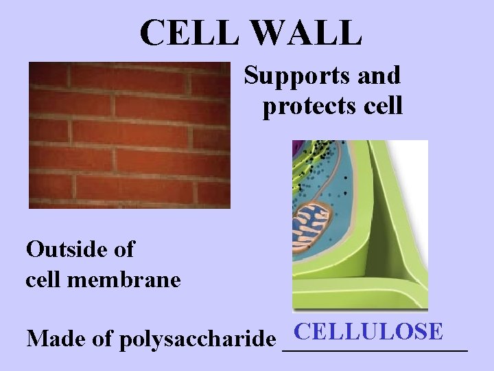 CELL WALL Supports and protects cell Outside of cell membrane CELLULOSE Made of polysaccharide