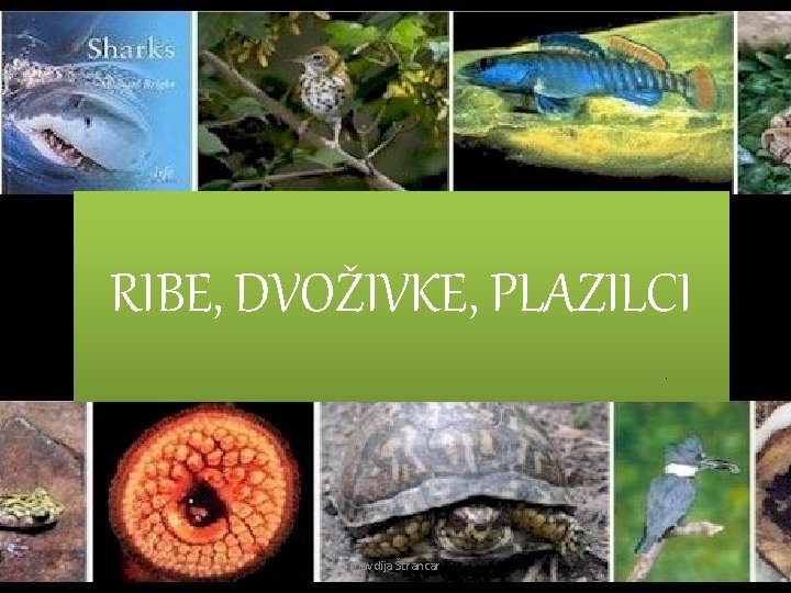 RIBE, DVOŽIVKE, PLAZILCI Klavdija Štrancar 