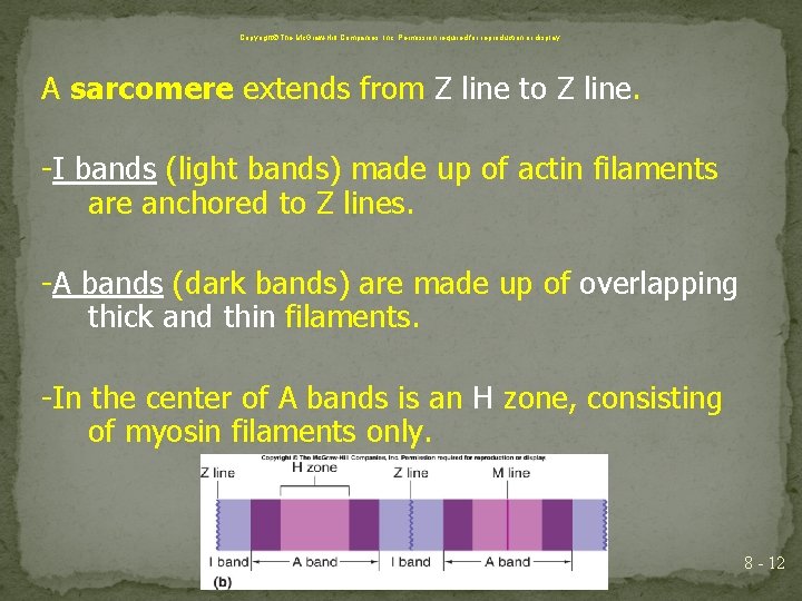 Copyright The Mc. Graw-Hill Companies, Inc. Permission required for reproduction or display. A sarcomere