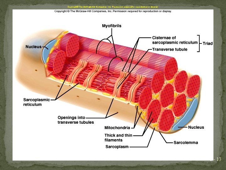 Copyright The Mc. Graw-Hill Companies, Inc. Permission required for reproduction or display. 8 -