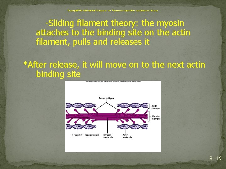 Copyright The Mc. Graw-Hill Companies, Inc. Permission required for reproduction or display. -Sliding filament