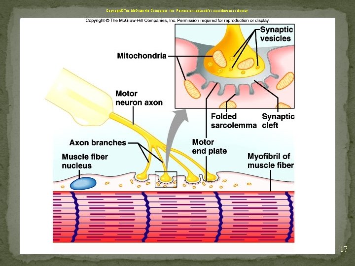 Copyright The Mc. Graw-Hill Companies, Inc. Permission required for reproduction or display. 8 -