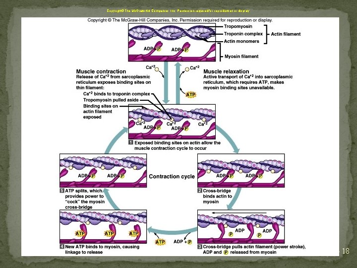 Copyright The Mc. Graw-Hill Companies, Inc. Permission required for reproduction or display. 8 -