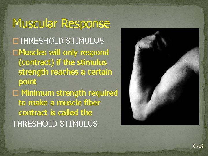 Muscular Response �THRESHOLD STIMULUS �Muscles will only respond (contract) if the stimulus strength reaches