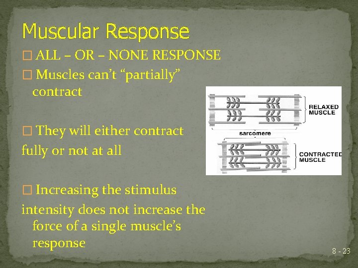 Muscular Response � ALL – OR – NONE RESPONSE � Muscles can’t “partially” contract
