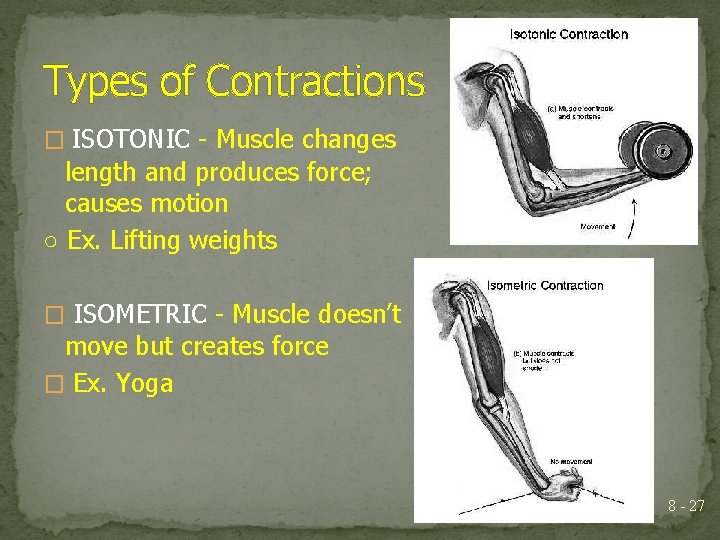 Types of Contractions � ISOTONIC - Muscle changes length and produces force; causes motion