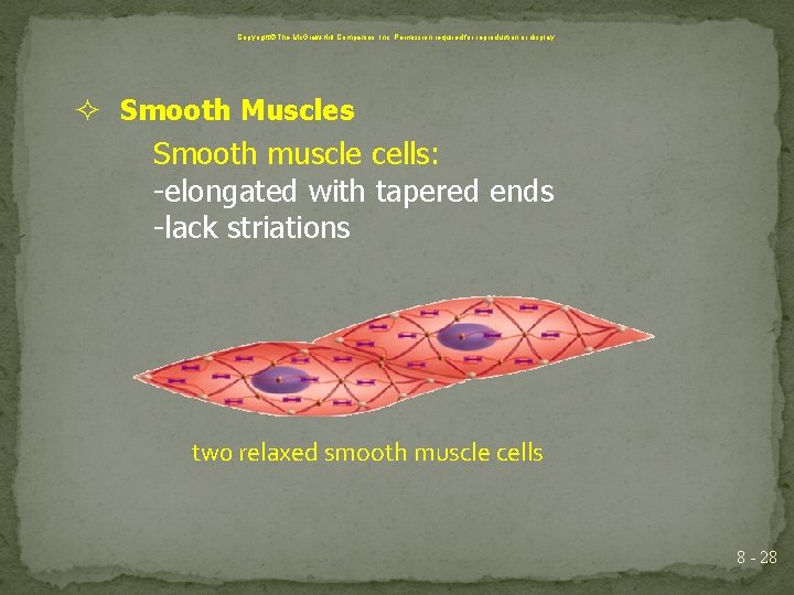Copyright The Mc. Graw-Hill Companies, Inc. Permission required for reproduction or display. Smooth Muscles