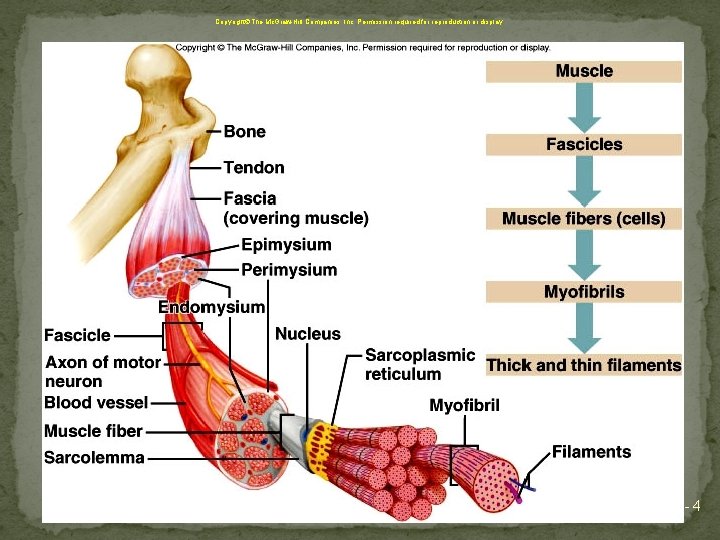 Copyright The Mc. Graw-Hill Companies, Inc. Permission required for reproduction or display. 8 -4