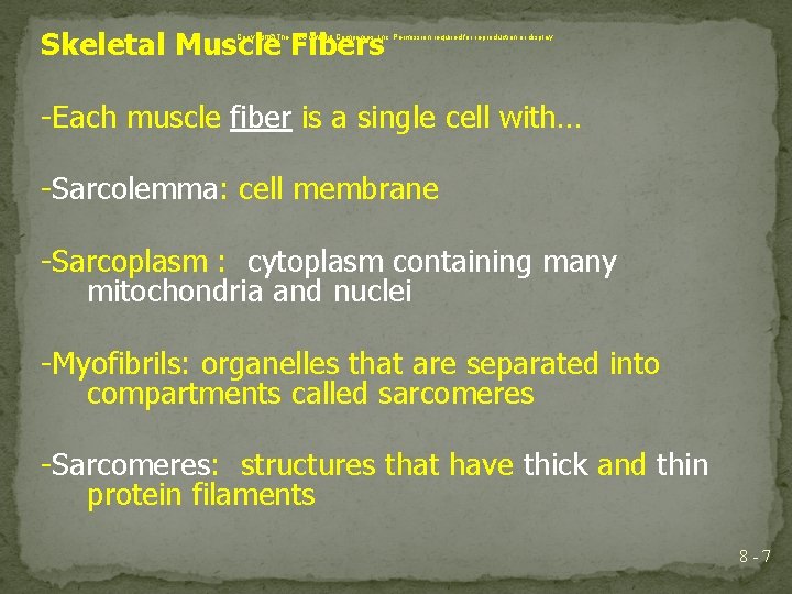 Skeletal Muscle Fibers Copyright The Mc. Graw-Hill Companies, Inc. Permission required for reproduction or