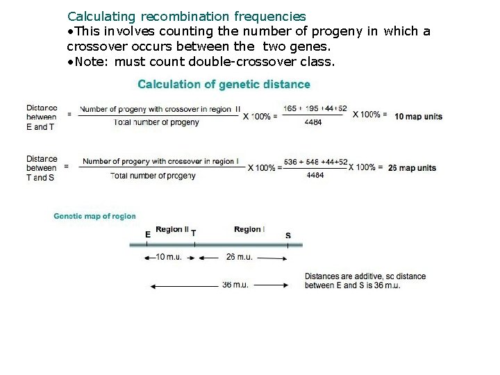 Calculating recombination frequencies • This involves counting the number of progeny in which a
