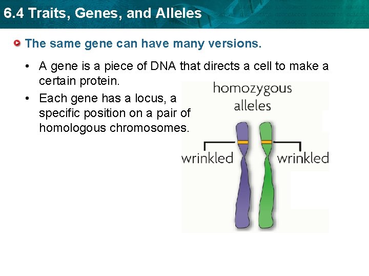6. 4 Traits, Genes, and Alleles The same gene can have many versions. •