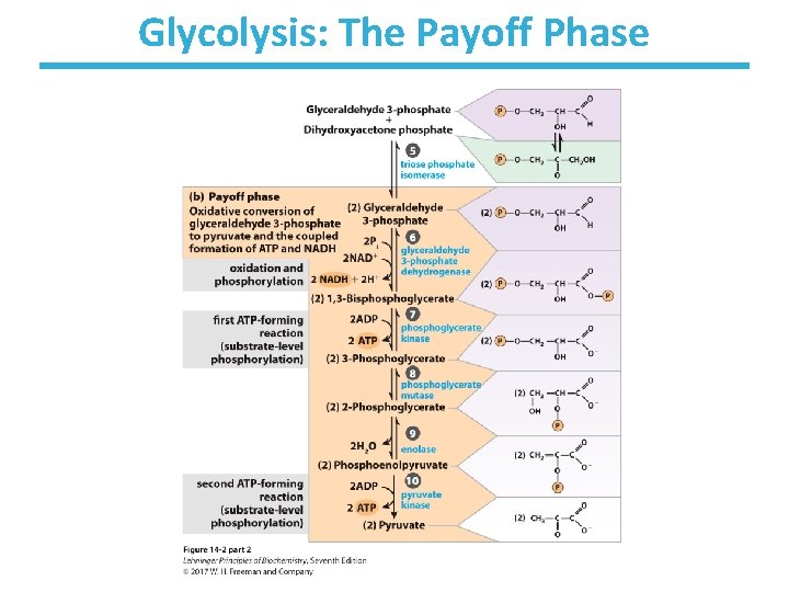 Glycolysis: The Payoff Phase 