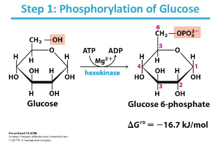 Step 1: Phosphorylation of Glucose 
