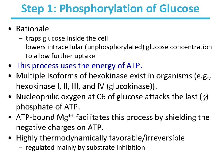 Step 1: Phosphorylation of Glucose • Rationale – traps glucose inside the cell –