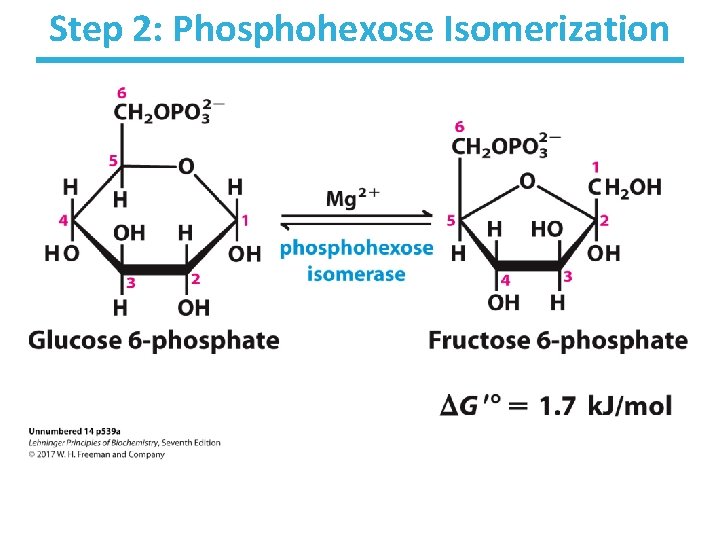 Step 2: Phosphohexose Isomerization 