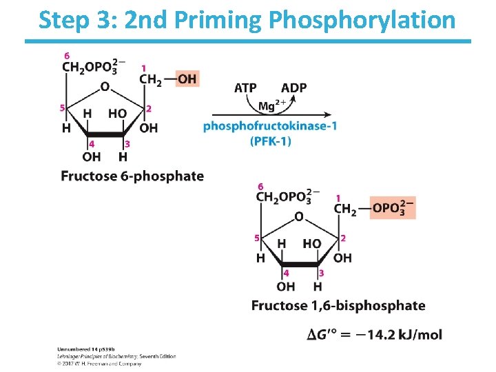 Step 3: 2 nd Priming Phosphorylation 