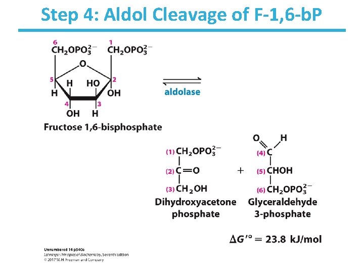 Step 4: Aldol Cleavage of F-1, 6 -b. P 