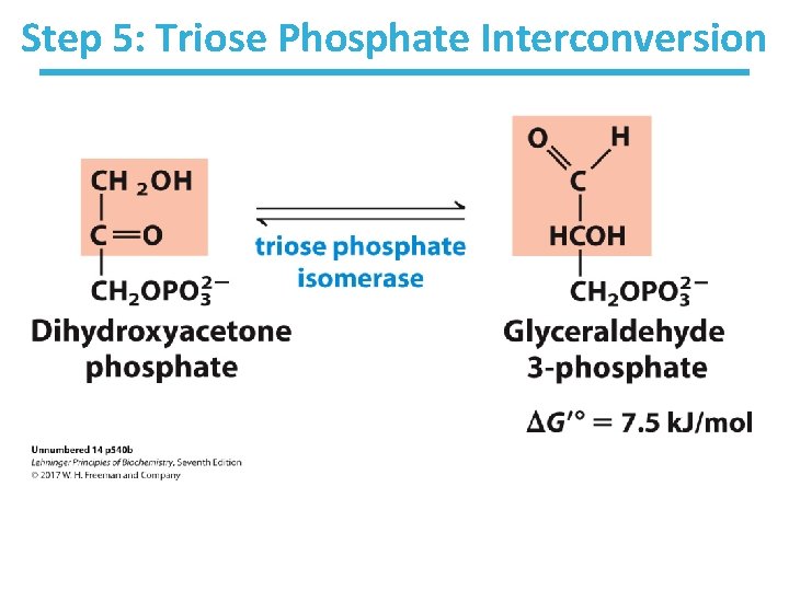Step 5: Triose Phosphate Interconversion 