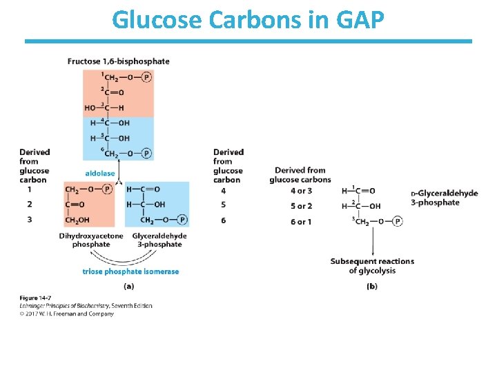 Glucose Carbons in GAP 