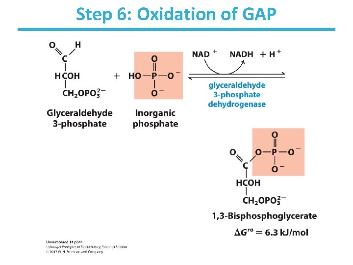 Step 6: Oxidation of GAP 