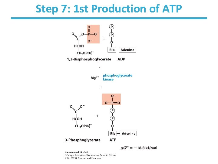 Step 7: 1 st Production of ATP 
